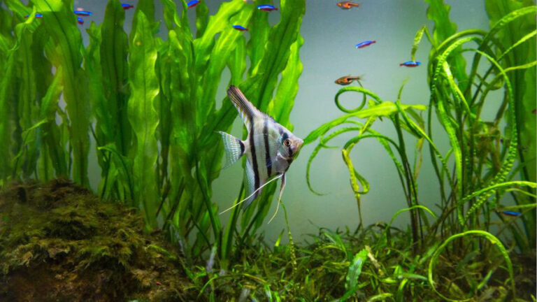 Planted Aquarium With Fish Swimming