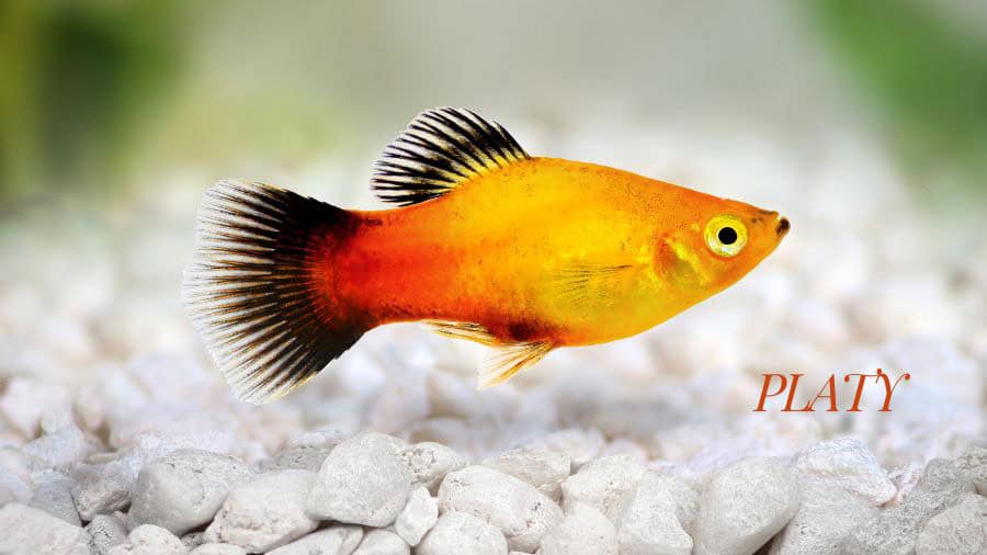 Colorful Platy Fish In Tank With White Rocks