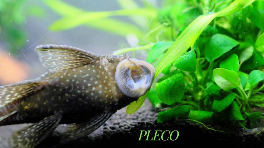 Pleco Fish Sucking On Tank Glass