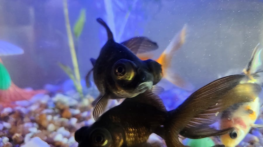 Goldfish protruding eyes on a Black Moor.