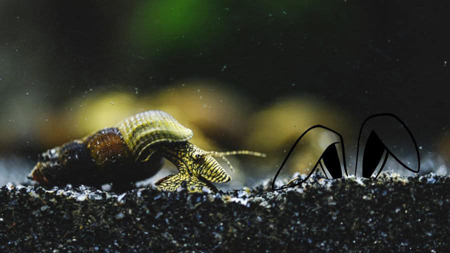 Rabbit Snail On Substrate In Tank