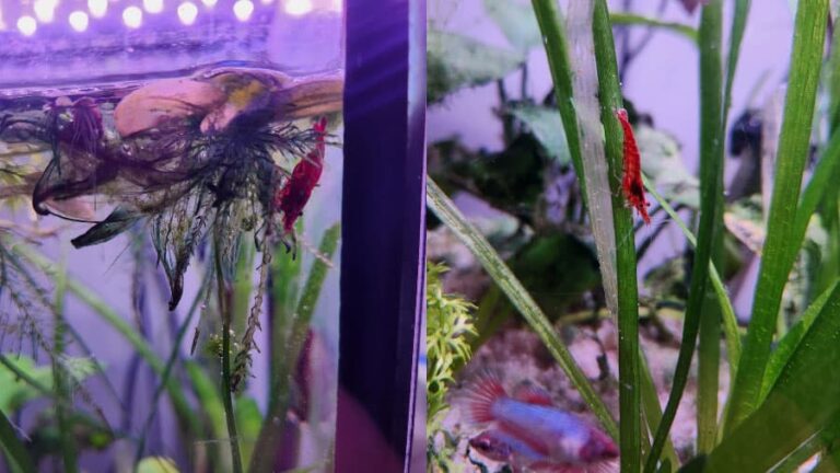 Cherry Shrimp In Tank With Live Plants