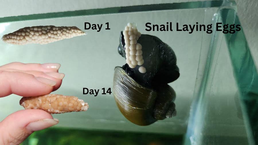 Apple Mystery Snail Color Change Of Egg Cluster Snail Laying Eggs