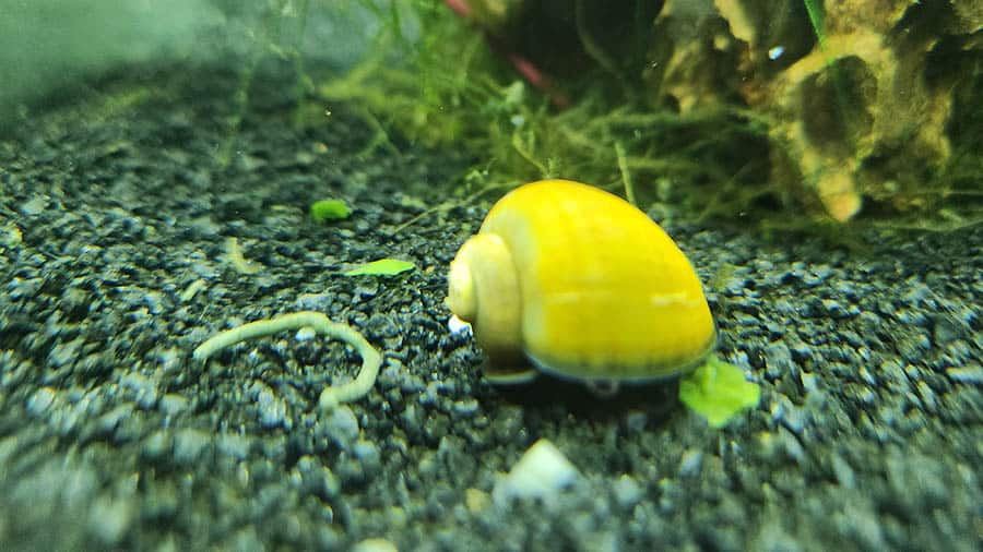 Snail In Freshwater Tank On Black Sand