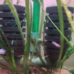 Are Sponge Filters Good For An Aquarium?