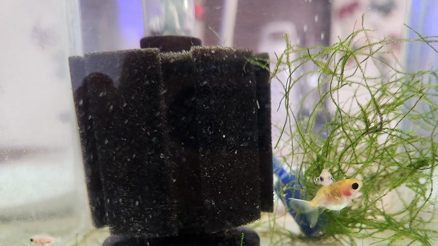 Sponge Filter With Fish Fry In Small Tank