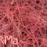 How To Keep Tubifex Worms (Live Fish Food)