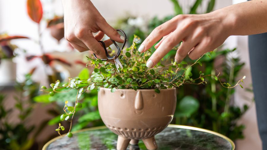 Woman Pruning Plant In Pot