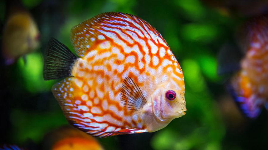 Zoomed Image Of Colorful Fish Swimming